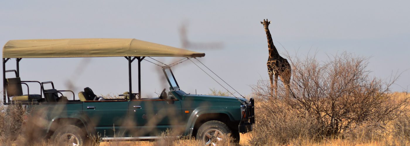 African Safari Giraffe