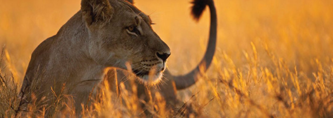 10 Days Best of Rwanda Safari