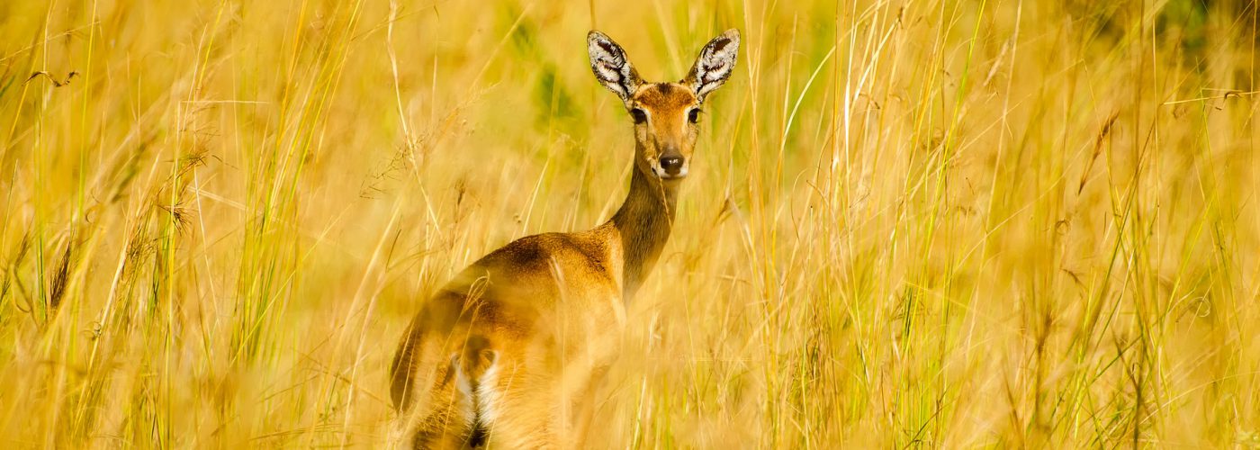 2 Days Lake Mburo Wildlife Safari