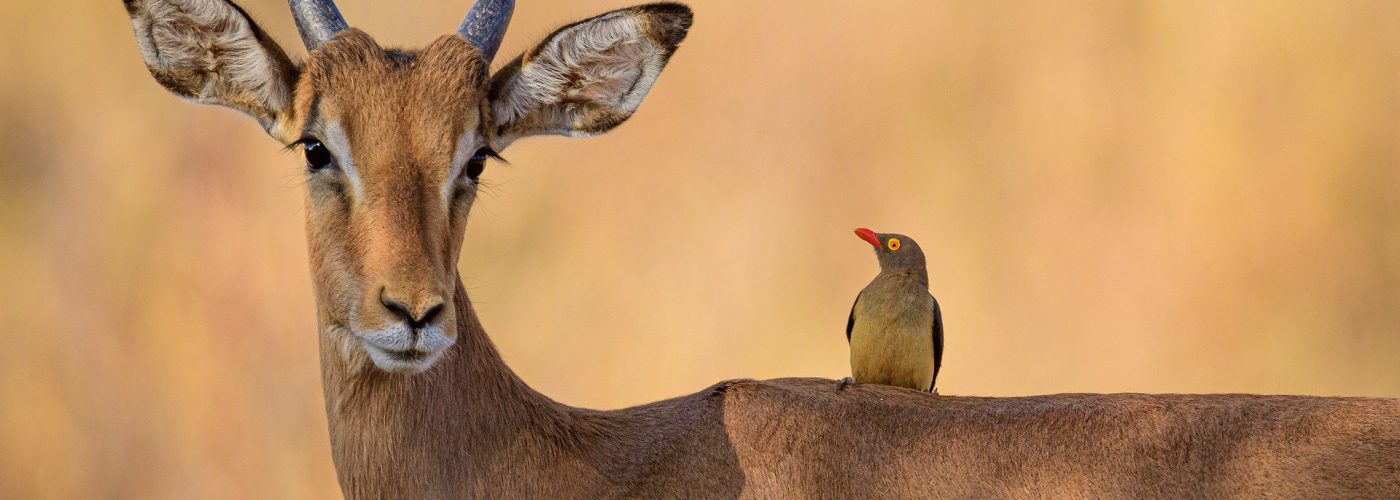 3 Days Akagera Wildlife Safari Tour