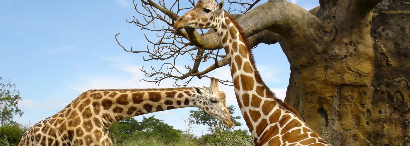 3 Days Kidepo Flying Safari Adventure