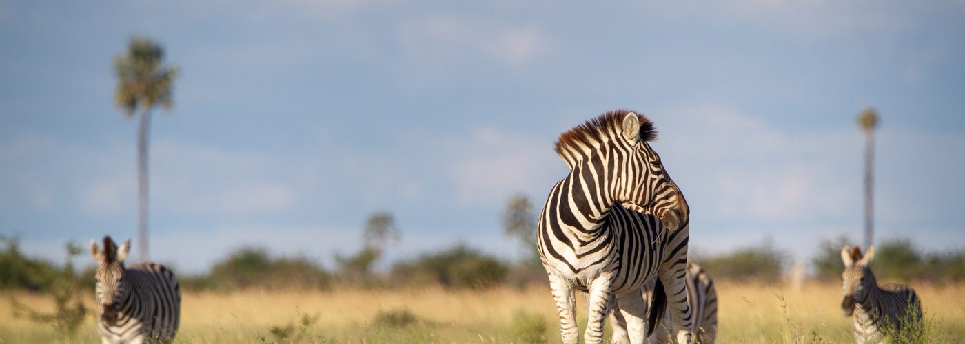 3 Days Lake Mburo Wildlife Safari Adventure