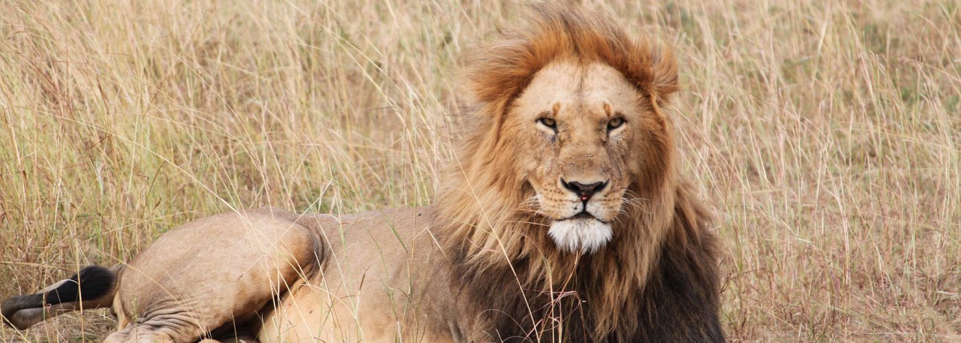 3 Days Queen Elizabeth Wildlife Safari