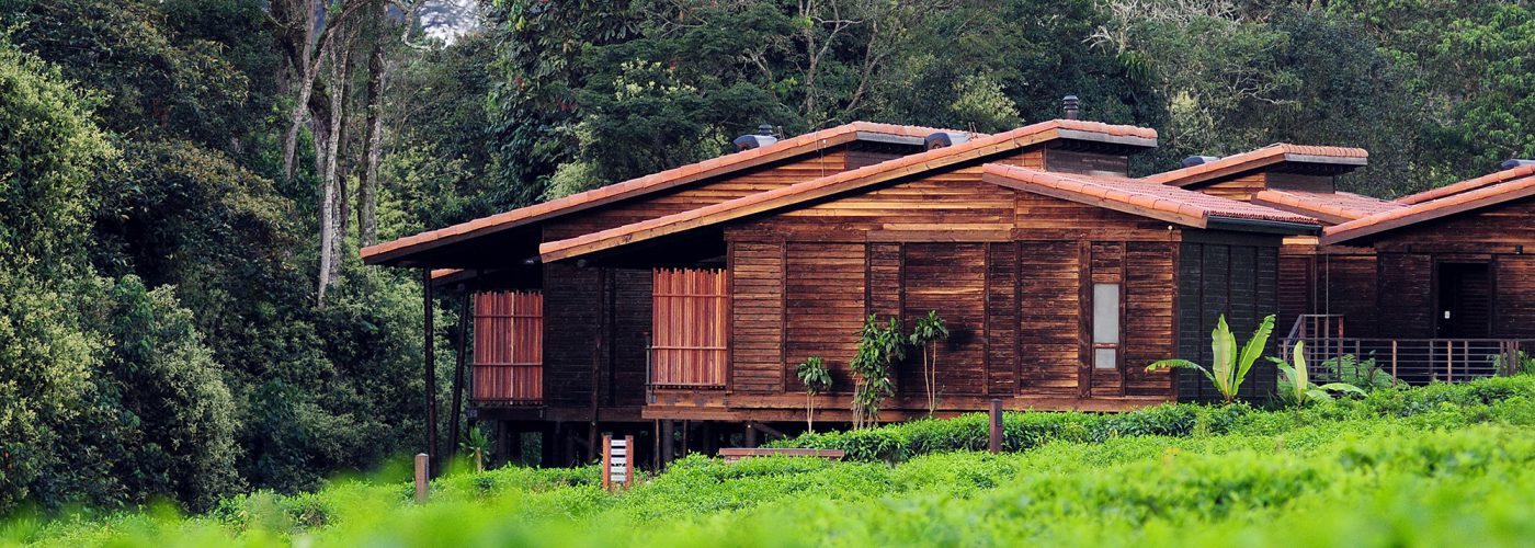 3 Days Rwanda Chimpanzee Trekking in Nyungwe Forest