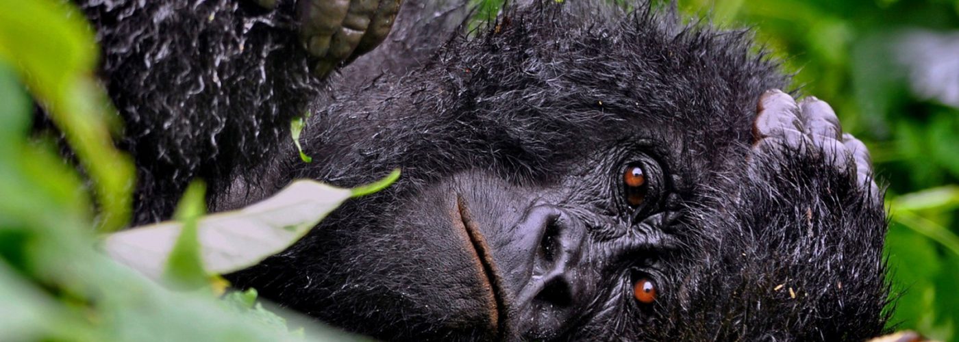 3 Days Rwanda Gorilla Tour