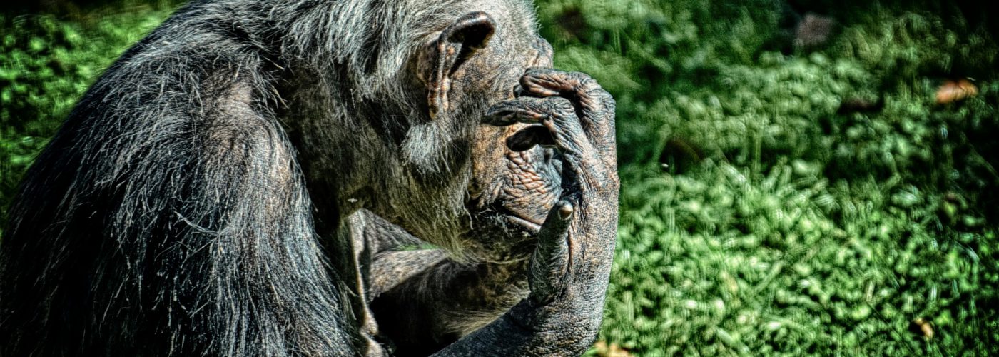 3 Days Uganda Chimpanzee Trekking in Kibale Forest