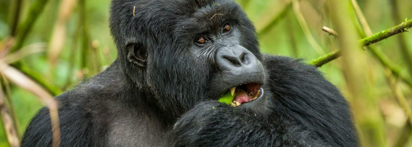 6 Days Congo Gorilla Special