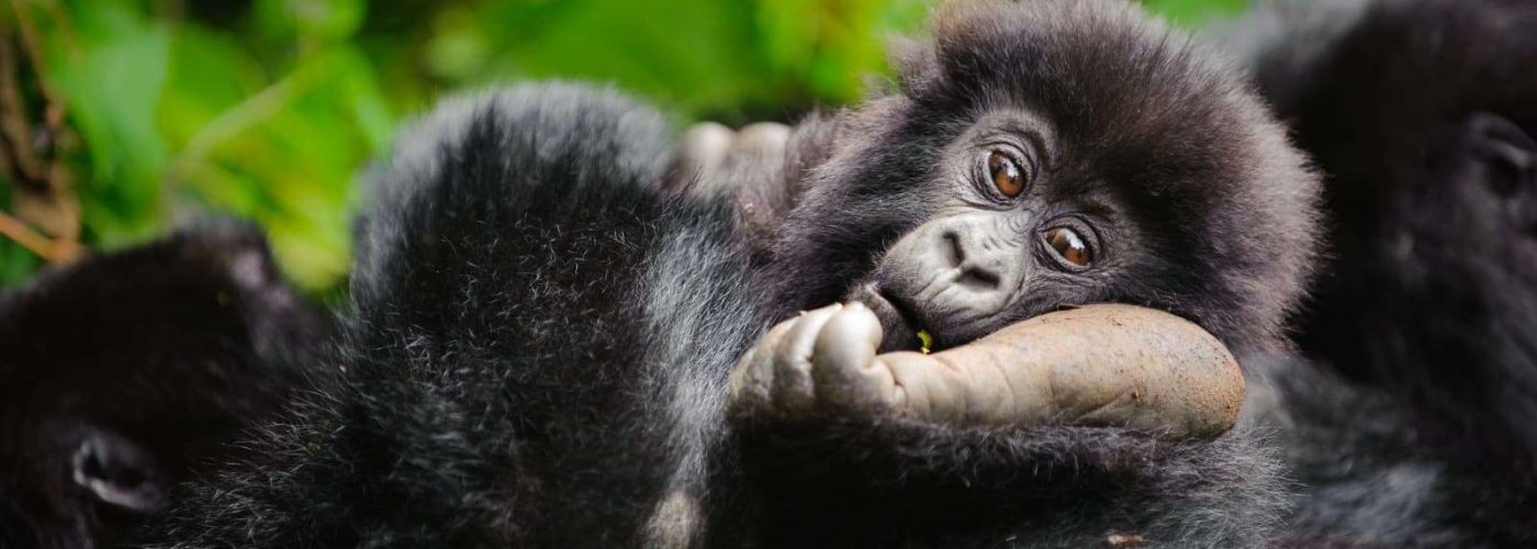 Budget Gorilla Trekking