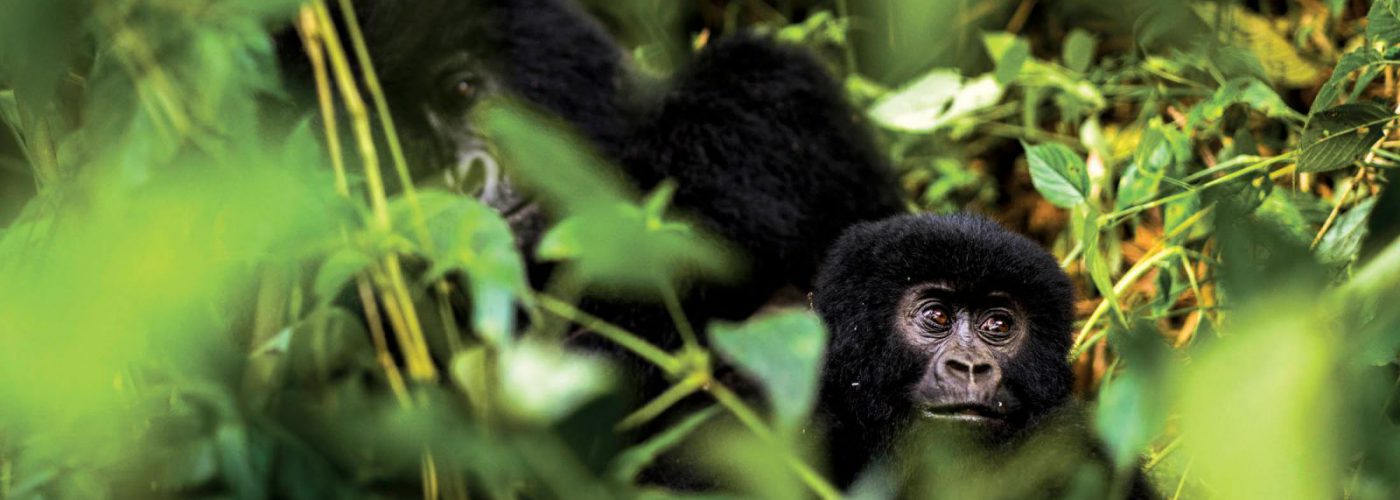 3 Days Bwindi Gorillas from Entebbe