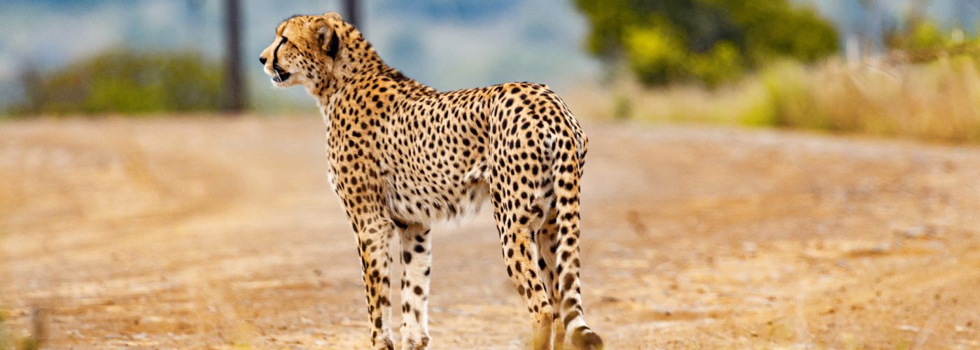 East Africa Safaris Tours