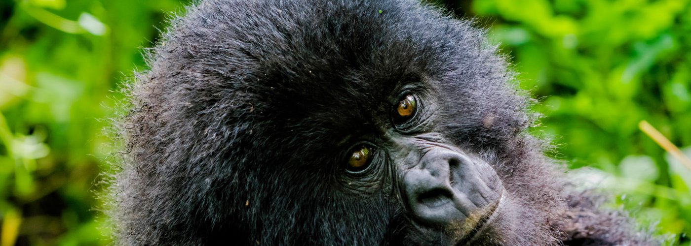 3 Days Bwindi/Mgahinga from Kigali