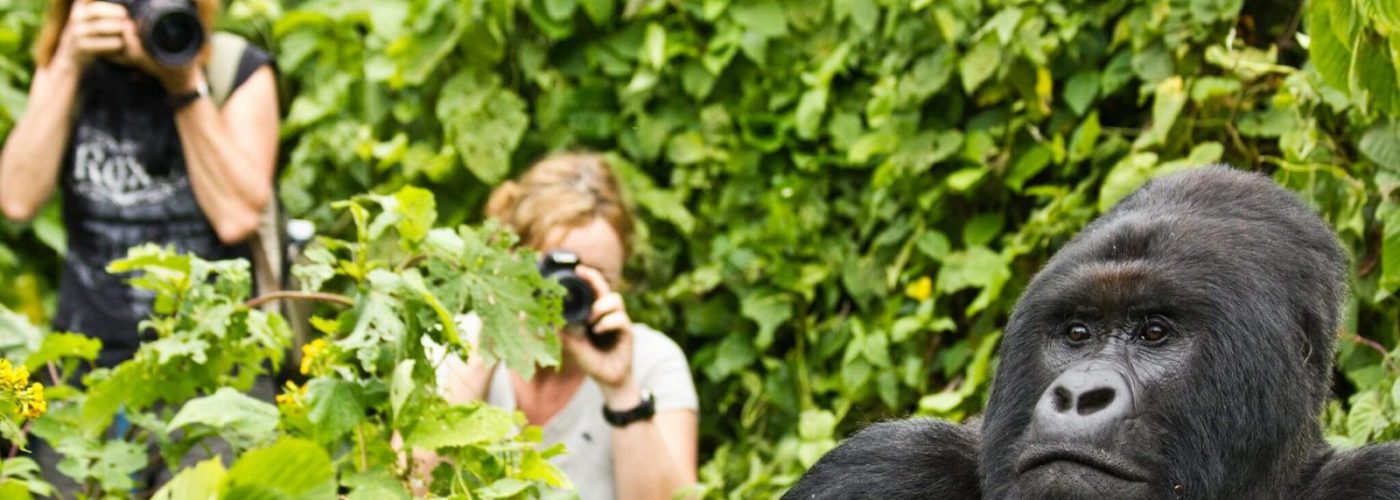 Luxury Gorilla Trekking