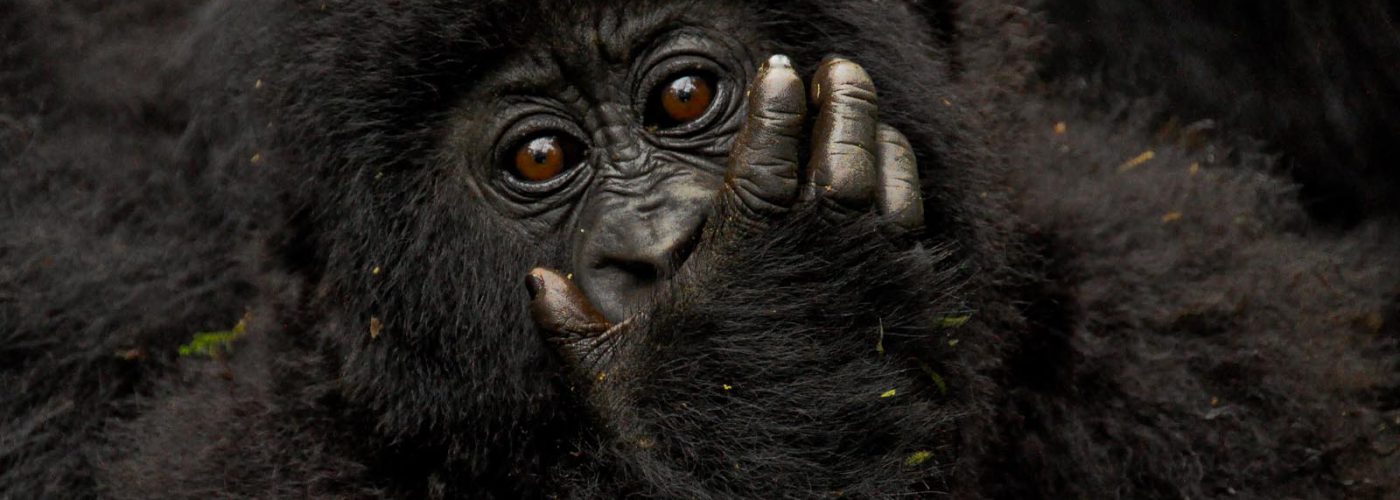 2 Days Bwindi/Mgahinga from Kigali