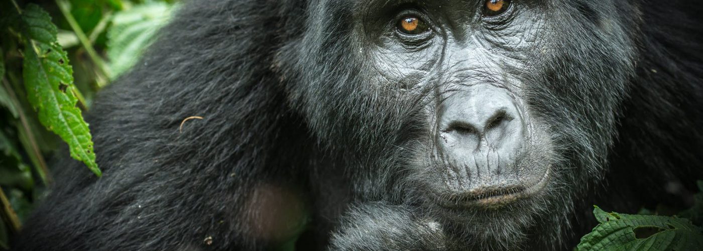 4 Days Bwindi Double Gorilla Trek