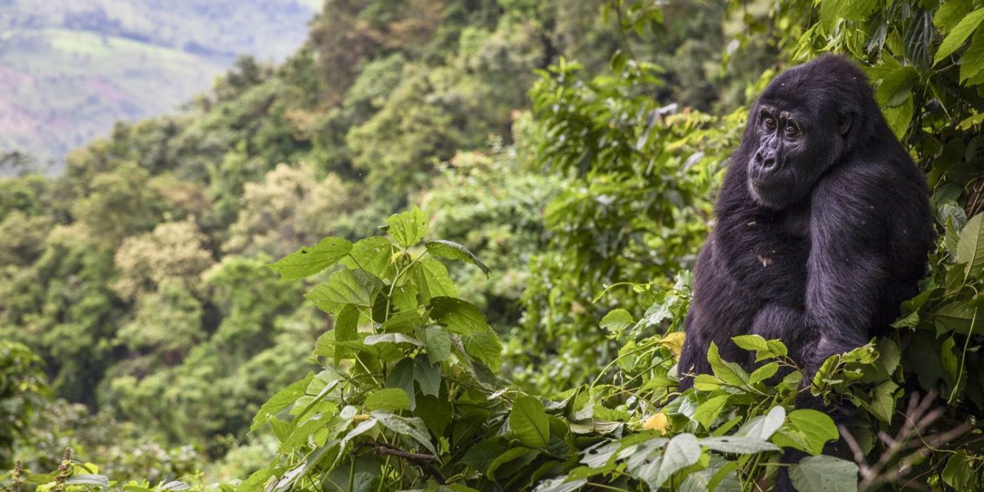 Congo Gorilla Trekking
