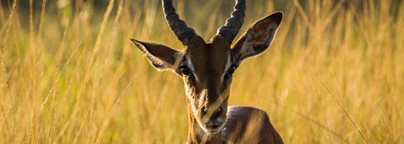 10 Days Best of Uganda Safari