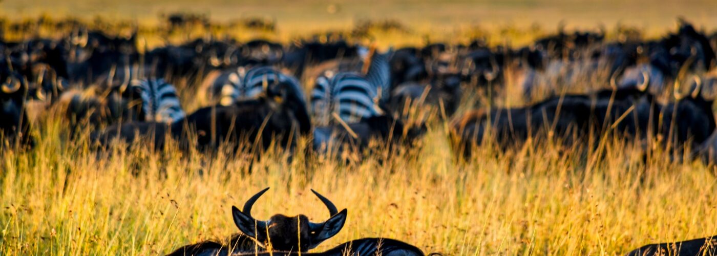 13 Days Ecstatic East African Vacation