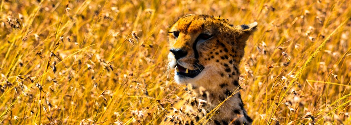 18 Days Discover East Africa