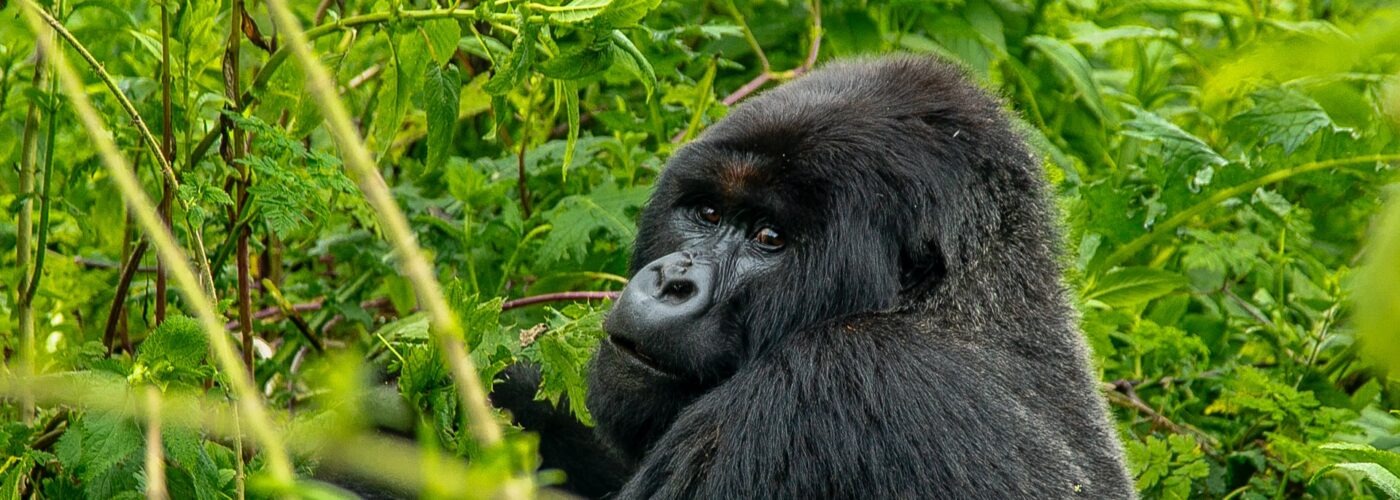 2 Days Virunga Gorilla Trekking Tour
