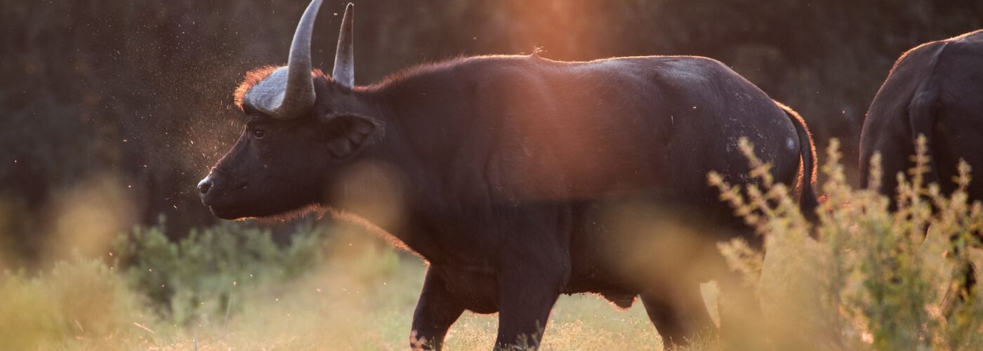 21 Days Grand Uganda Adventure Safari