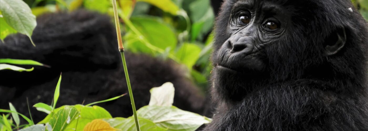 3 Days Virunga Gorilla Trekking Safari