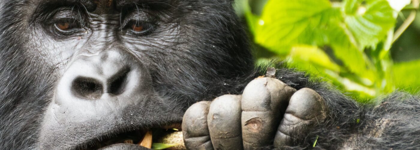 4 Days Double Gorilla Trekking in Rwanda