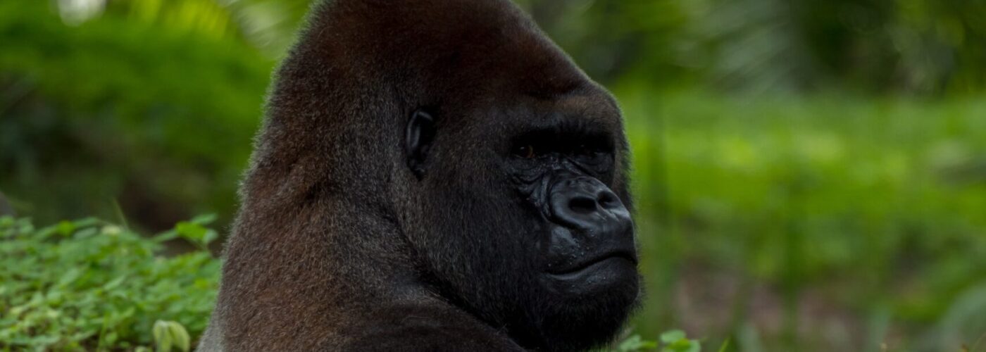 4 Days Lowland Gorillas & Chimpanzee Safari