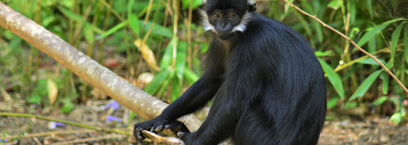 4 Days Nyungwe Forest Primates Safari