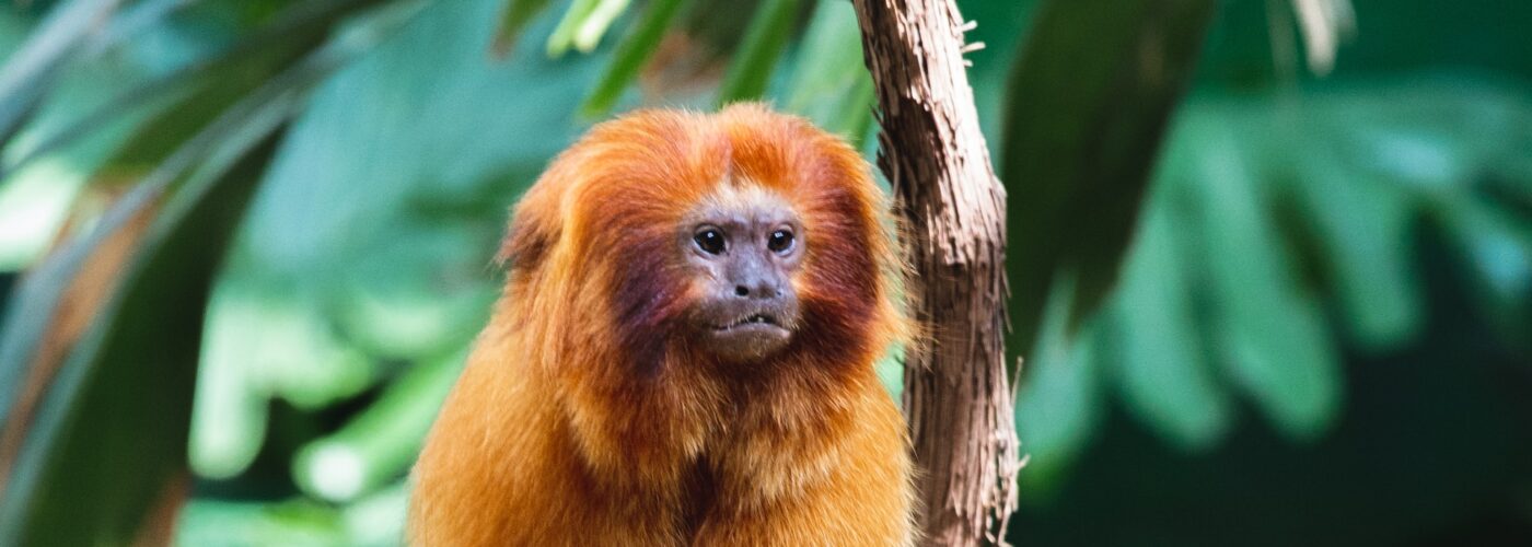 4 Days Rwanda Gorillas & Golden Monkeys Safari