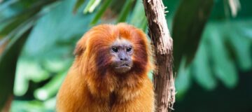 4 Days Rwanda Gorillas & Golden Monkeys Safari