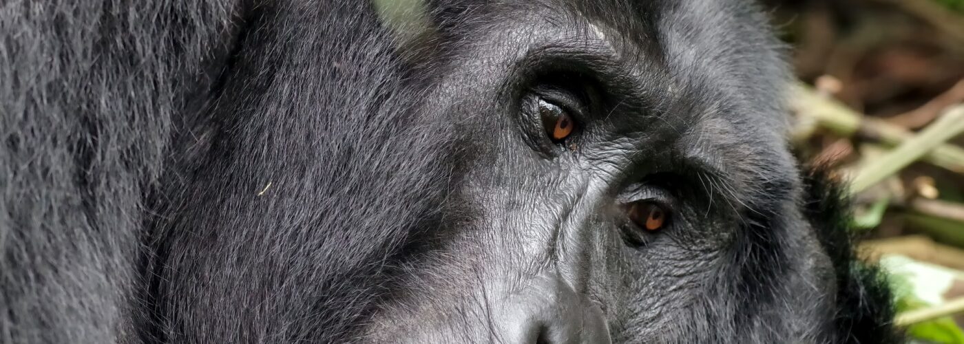 4 Days Virunga & Nyiragongo Hiking Tour