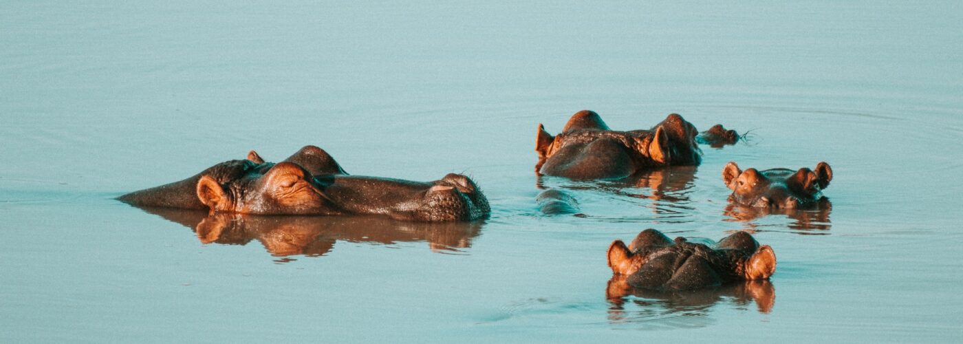 5 Days Murchison Falls & Kibale Chimpanzee Safari