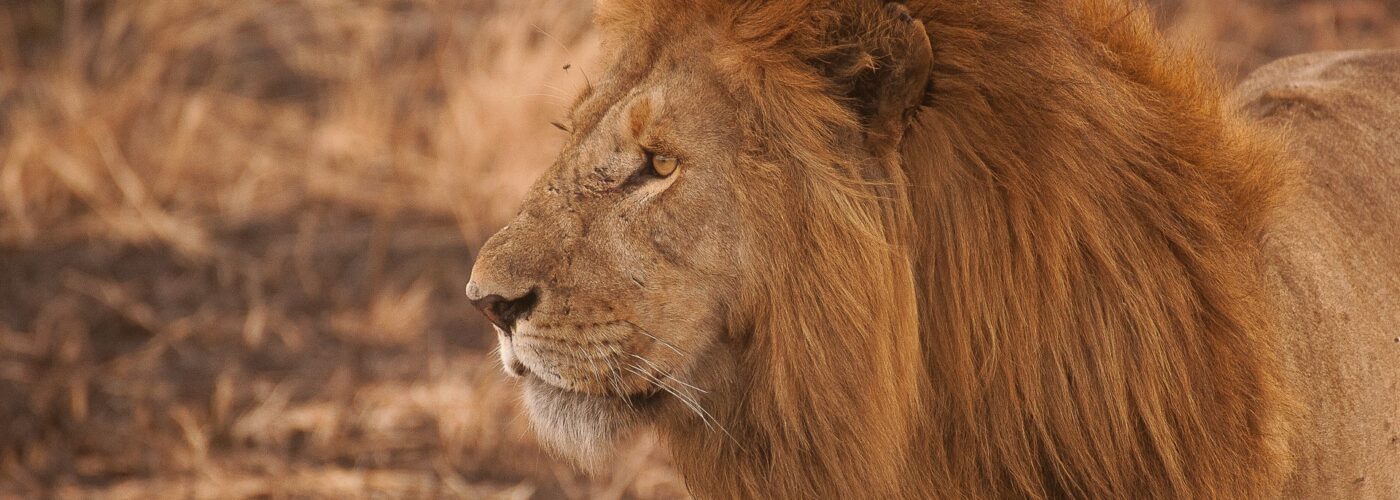 5 Days Rwanda Gorillas & Wildlife Safari