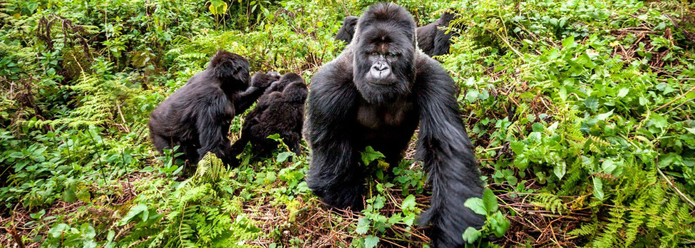 6 Days Congo Gorilla Special
