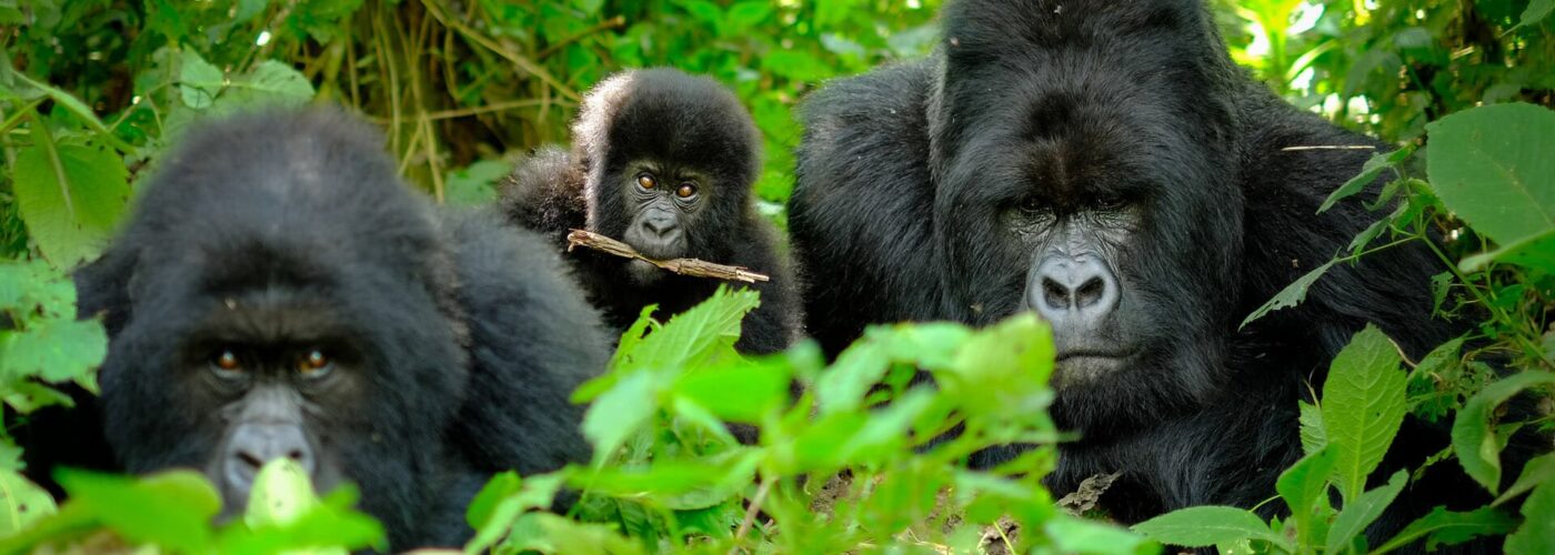 6 Days Epic Gorilla Safari Holiday