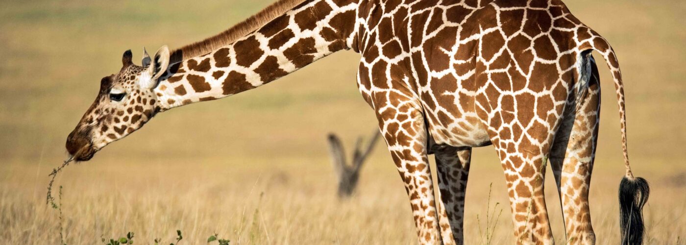 6 Days Lake Mburo, Queen & Kibale Safari