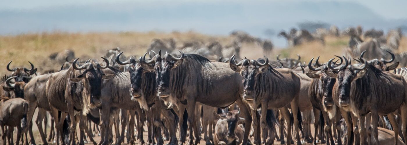 7 Days Bwindi Gorillas & Masai Mara Safari