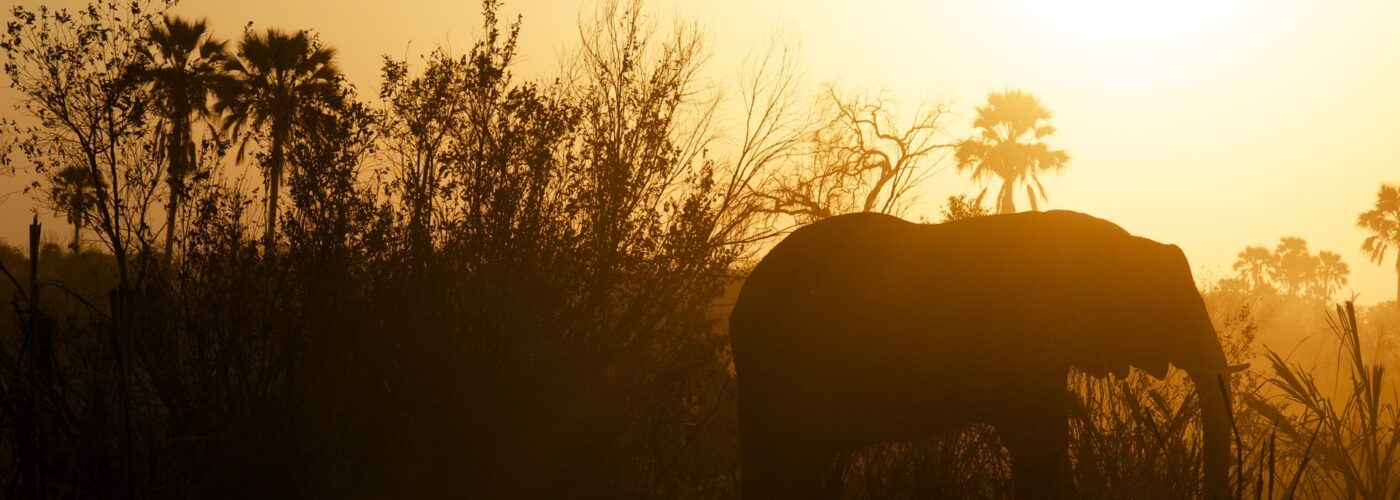 7 Days Bwindi Gorillas & Serengeti Safari