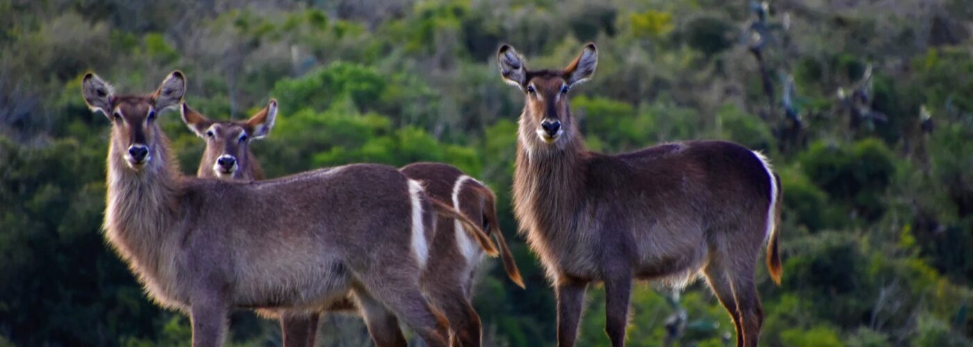 7 Days Remarkable Rwanda Safari