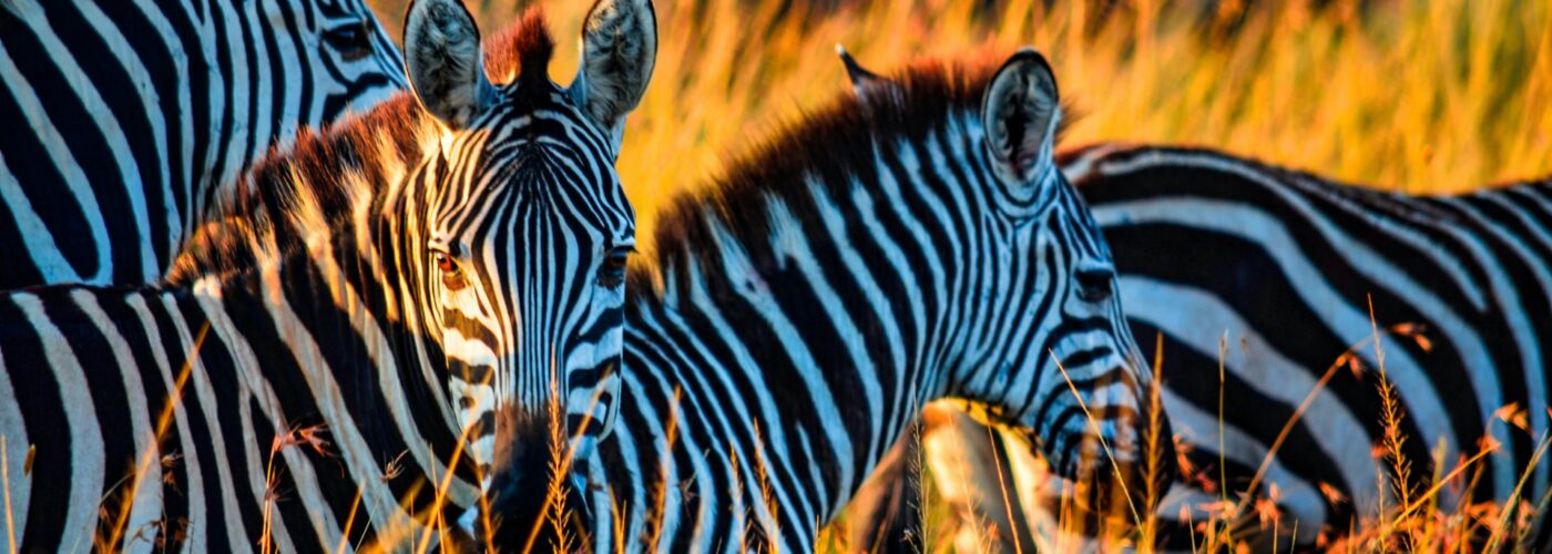 7 Days Rwanda Gorillas & Masai Mara