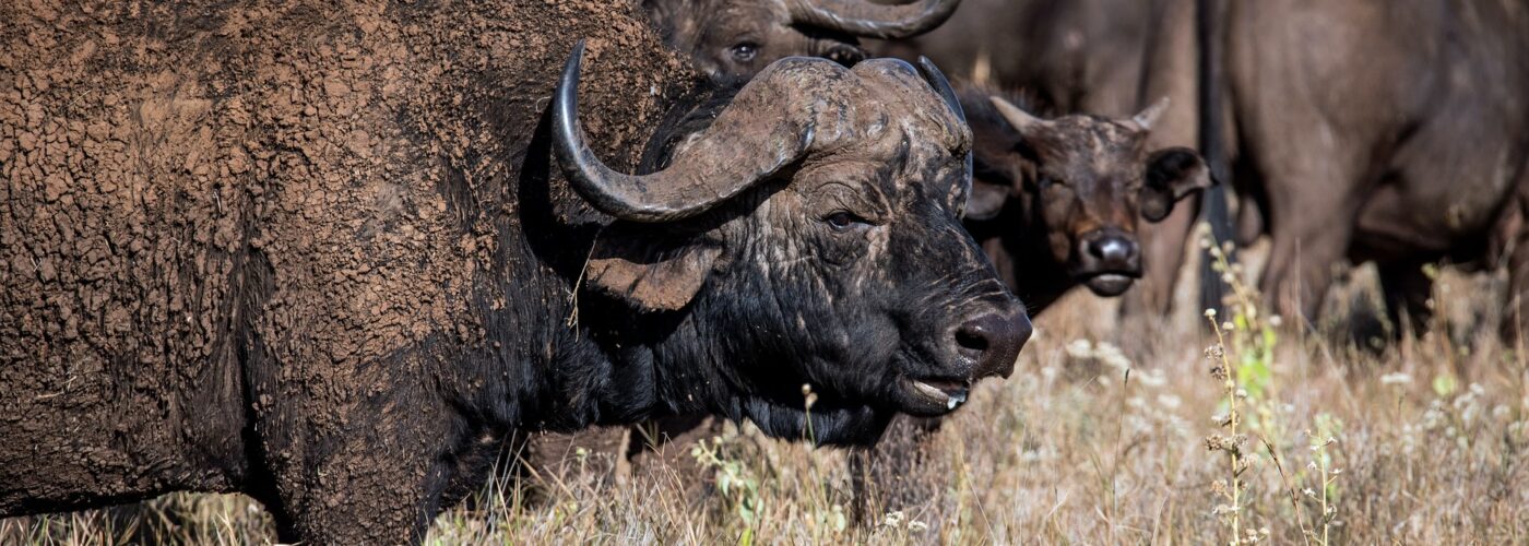 7 Days Rwanda Gorillas & Serengeti Safari