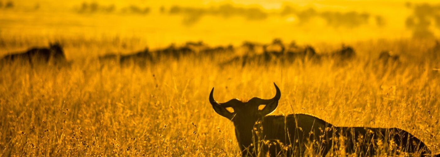 7 Days Spice of Uganda Safari Adventure