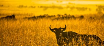 7 Days Spice of Uganda Safari Adventure