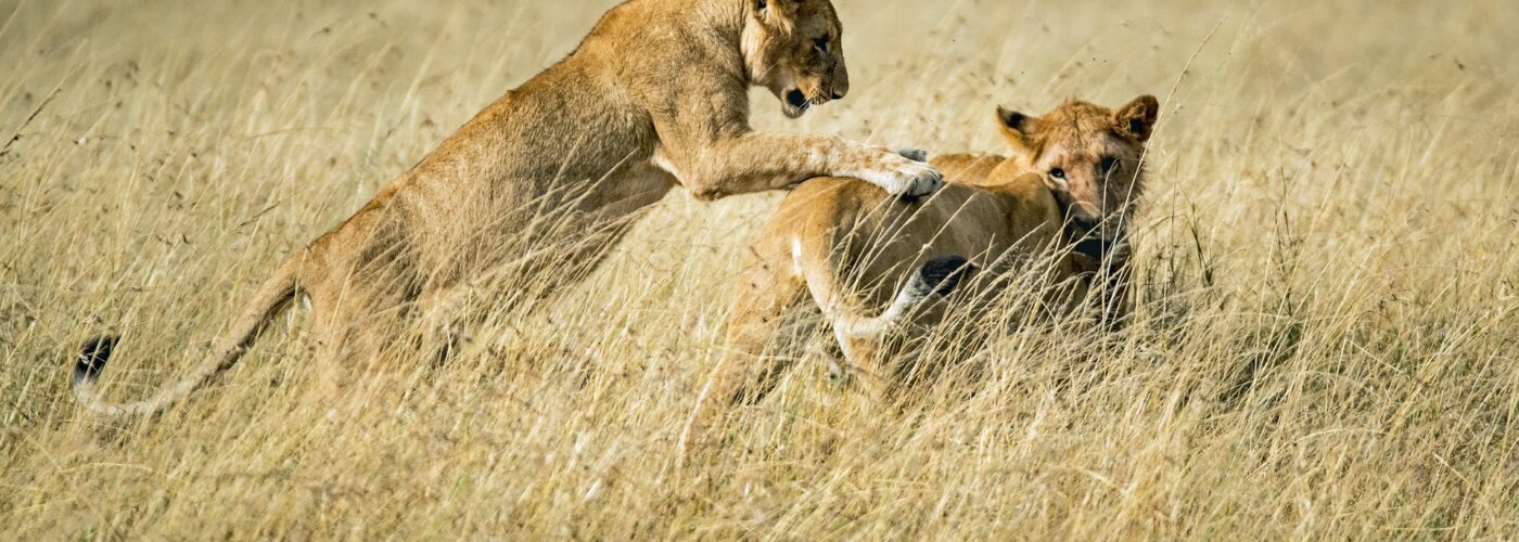 9 Days Discover Rwanda Safari