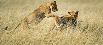 9 Days Discover Rwanda Safari