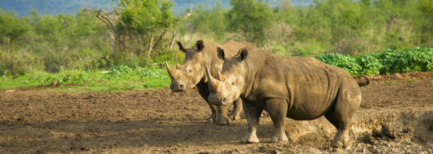 Encounter White Rhinos at Ziwa Rhino Sanctuary