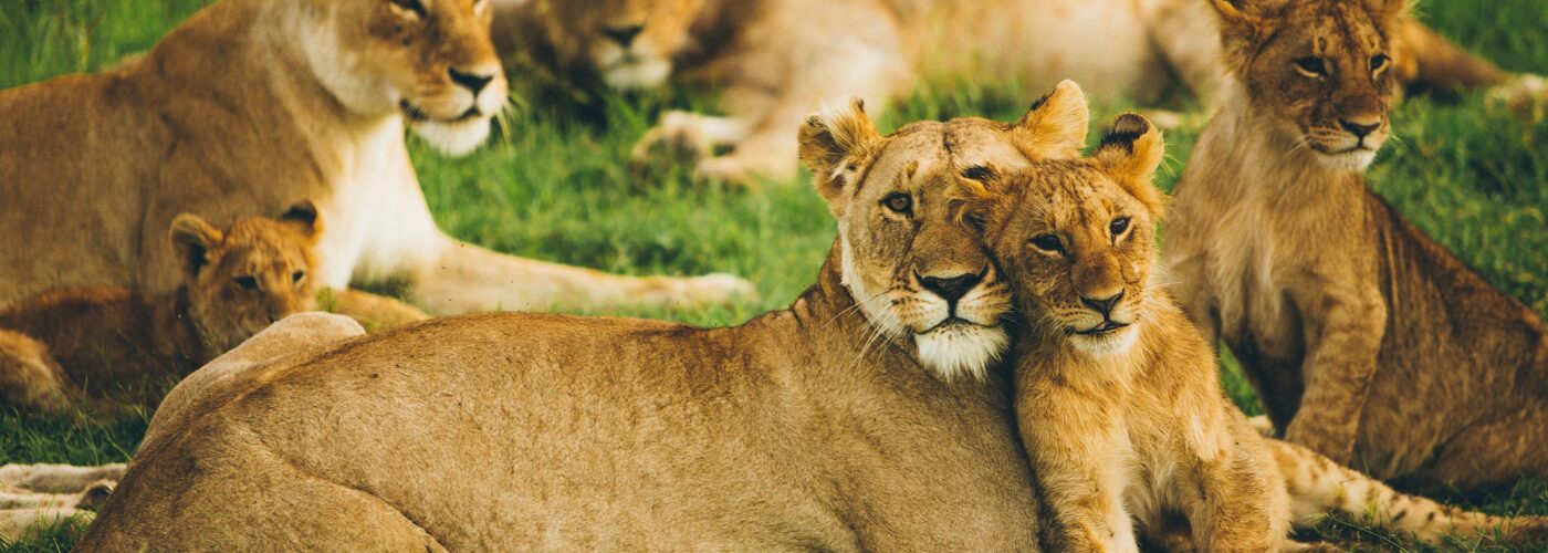 Explore the Best of East Africa