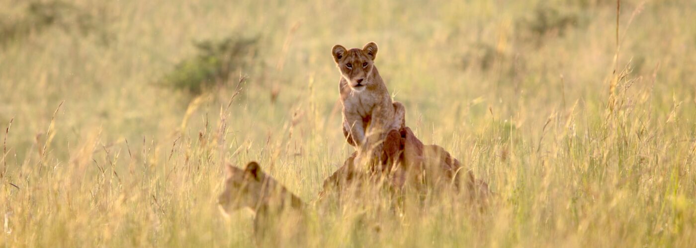 Wildlife Safaris in Murchison Falls National Park